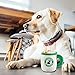 Haute Diggity Dog Starbarks Coffee Collection | Unique Squeaky Plush Dog Toys - Canine Caffeine Your Dog Can Handle!