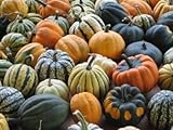 David's Garden Seeds Squash Winter Autumn Mix Acorn DSVSQU141DSA (Multi) 50 Heirloom Seeds