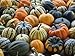 David's Garden Seeds Squash Winter Autumn Mix Acorn OS141 (Multi) 25 Heirloom Seeds