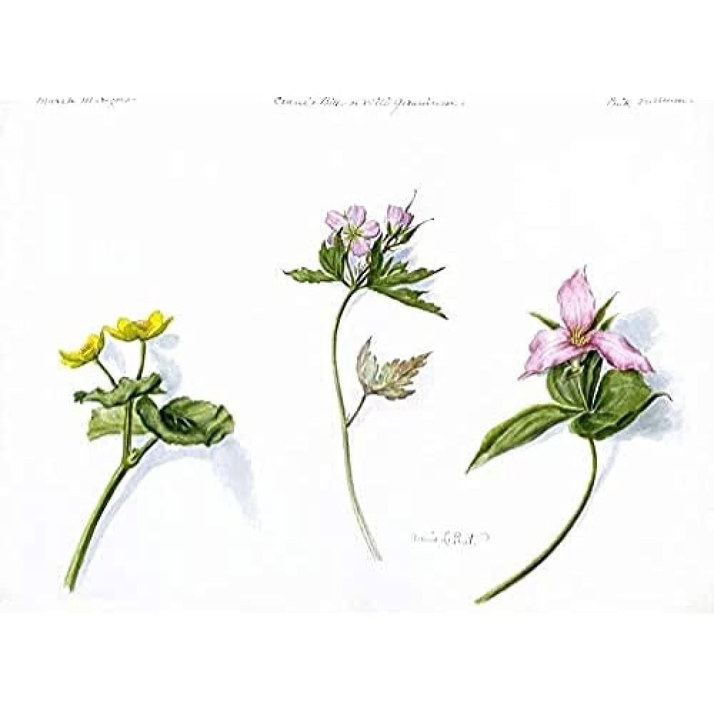 Marigold Geranium Trillium Art Print Canvas Premium Wall Decor Poster