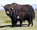 100% Tibetan Yak 418 Down Chocolate Brown Natural Yarn 100 gram Skein VERY SOFT