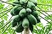 Food to Live Organic Dried Papaya Spears, 8 Ounces Kosher, Unsulfured, Unsweetened, Vegan, Bulk
