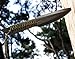 Grand Way Tactical Survival Throwing Knife - Stainless Steel Sharp Black Blade - Thrower Sheath - Everyday Sports, Fighting Rescue - Self-Defense Camping 15715