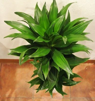 Amazon Co Jp 花言葉は 幸福 ドラセナ コンパクタ ５号鉢 ホーム キッチン