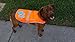 SafetyPUP XD Reflective Dog Vest. Hi-Visibility, Fluorescent Blaze Orange Dog Vest Helps Protect Your Best Friend. Safeguard Your PUP from Motorists & Hunting Accidents, On or Off Leash. (Med)