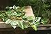 KissDate 82 Ft 12 Pack Artificial Flowers Silk Fake Vine Hanging Plant Green Leaves Garland Home Garden Wall Wedding Party