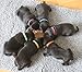 WhelpIDCollars - Puppy ID Bands - 12 Colors | Made from Velcro Brand ONE-WRAP | Standard Size 13.4 in