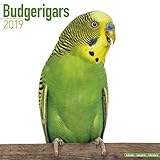 Budgerigars Calendar - Parakeet Calendars -2018 Wall calendars - Calendars 2018 - 2019 Wall Calendar by 
