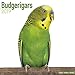 Budgerigars Calendar - Parakeet Calendars -2018 Wall calendars - Calendars 2018 - 2019 Wall Calendar by 