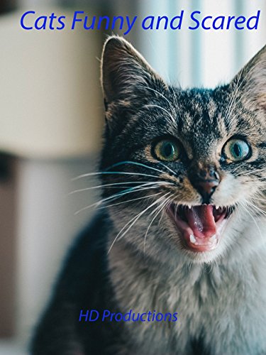 Cats Funny and Scared
