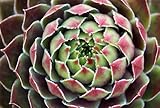 Kalinda Moon Hens & Chicks - Sempervivum - Very Hardy - 4