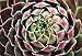 Kalinda Moon Hens & Chicks - Sempervivum - Very Hardy - 4