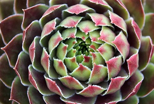 Kalinda Moon Hens & Chicks - Sempervivum - Very Hardy - 4