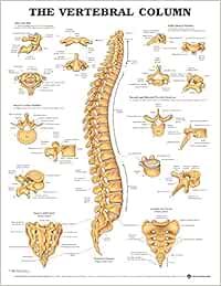 The Vertebral Column Anatomical Chart: Anatomical Chart Com