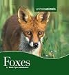 Foxes (Animals, Animals) by Marc Tyler Nobleman (2006-12-01)