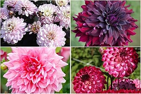 FERNSFLY Flower Bulbs IMP. Dahlia | Dhalia | Dahalia Perennial Flower Bulbs Excellent Quality Attractive Aromatic Flower Home Outdoor Gardening Flowering Bulbs (Pack Of 7 Mutli Collection)