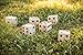 Triumph Sports 35-7335-2 Giant Wooden Lawn Dice Set, Brown, One Size