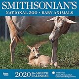 Smithsonian National Zoo 2020 12 x 12 Inch Monthly Square Wall Calendar by Hachette, Zoology Science by