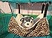 ProSelectA Wild Time Pet Cage Hammocks - Comfortable Hammocks for Cats and Small Dogs, Brown