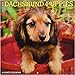 Just Dachshund Puppies 2019 Calendar