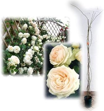 Amazon つるバラ ブラン ピエール ド ロンサール 大苗長尺6号鉢植え 樹高約1m 返り咲き バラ苗 Diy 工具 ガーデン