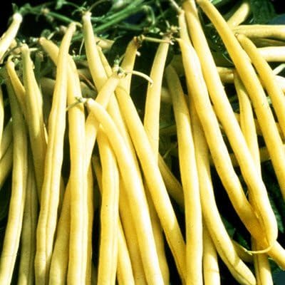 Yellow Wax Bean Rocdor Seeds - Untreated Vegetable Seeds Package - 1,000 Seed Package