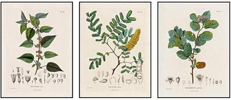 Amazon アンティークフランス植物イラストヴィンテージポスターとプリント植物研究壁アートパネル画像ホーム植物キャンバス絵画インテリア装飾40x60cmx3フレームなし ウォールステッカー オンライン通販