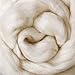 CERTIFIED ORGANIC UK Wool Roving. Ethically & Responsibly Sourced Fiber for Spinning, Felting, Filling and Dryer Balls - 1 LB Bag, Natural White Combed Top