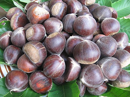 American Chestnut Tree - Hybrid - Castanea dentata X mollissima - Heavy Established - 2 Gallon Potted -1 Plant by Growers Solution - Thumbnail 4