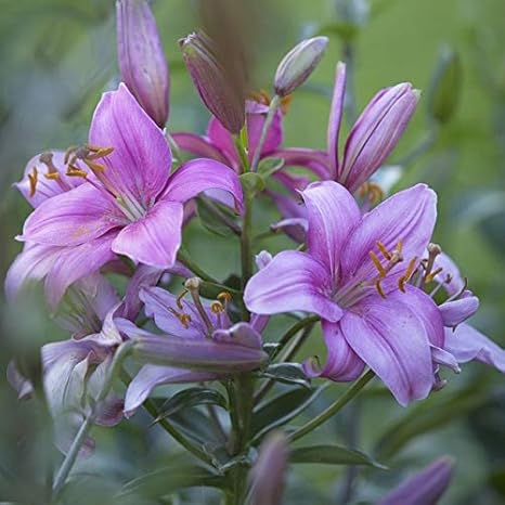 Amazon Co Jp グラムの香り工場装飾 ルーム屋内花多年生で美しいzlking 2pcs香水ユリ球根盆栽花 11 ホーム キッチン