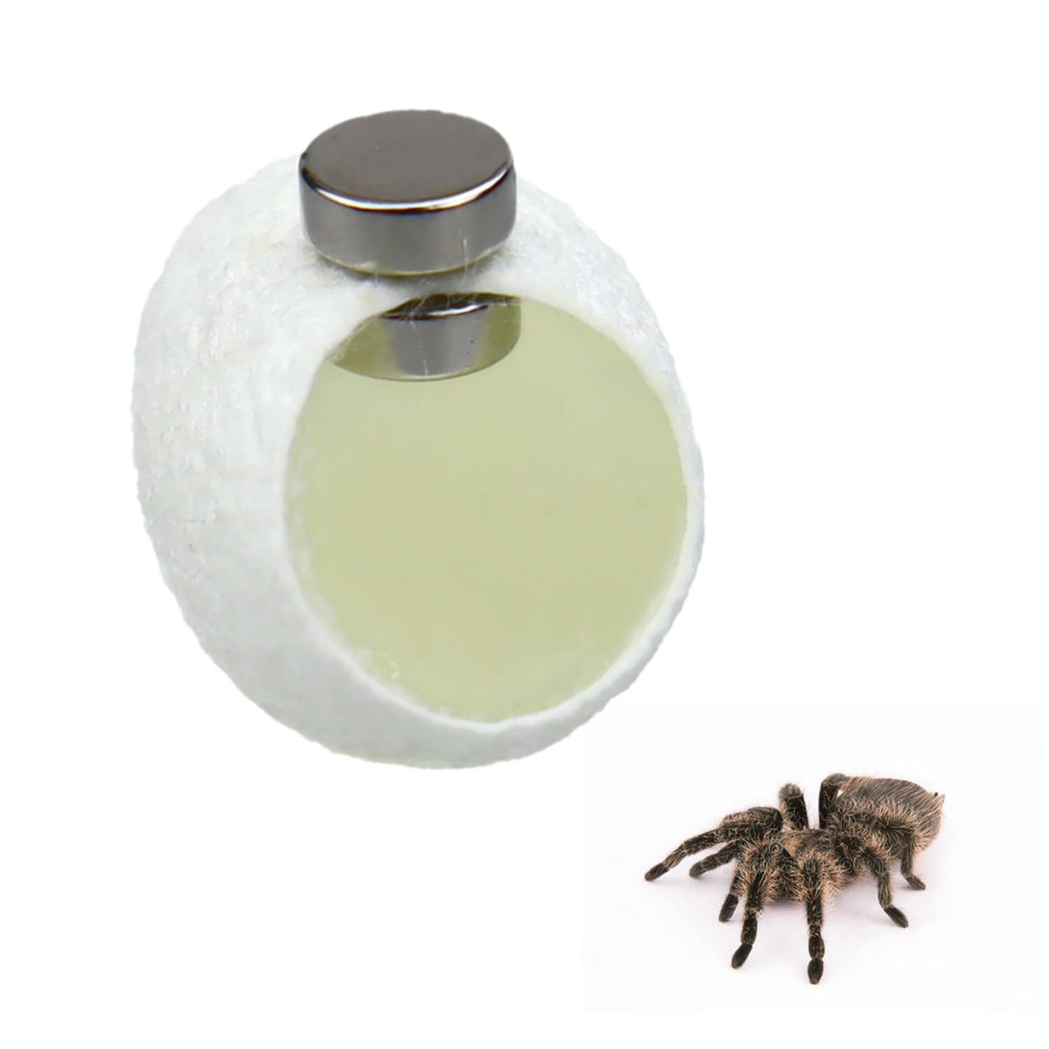 Photo 1 of 10 Pack Silk Cocoons with Magnets for Jumping Spiders Spoods Hides Silk Cocoon Spider Hide Jumping Spider Enclosure Jumping Spider Habitat Accessories