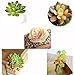 CEWOR 10pcs Mini Artificial Succulents Different Kinds for Plants Wall Decoration DIY Materials
