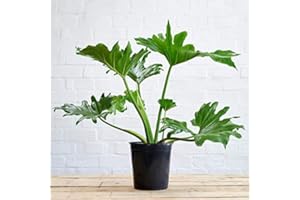 WEKIVA FOLIAGE Split-Leaf Philodendron - Live Plant in a 3 Gallon Growers Pot - Philodendron Selloum - Slow Growing Evergreen Indoor or Outdoor Houseplant