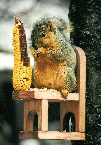 Amazon Com Songbird Essentials Squirrel Feeder Chair Bird
