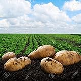 Simply Seed - 5 LB - Yukon Gold Potato Seed - Non GMO - Organic Grown - Order Now for Spring Planting