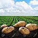 Simply Seed - 5 LB - Yukon Gold Potato Seed - Non GMO - Organic Grown - Order Now For Spring Planting