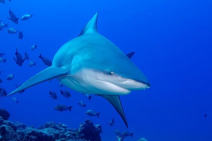 Bull Shark Gliding Through School of Fish Photo Photograph Cool Wall Decor Art Print Poster 36x24