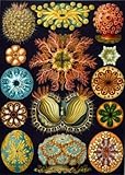 Artifact-Puzzles--Haeckel-Sea-Squirts-Wooden-Jigsaw-Puzzle