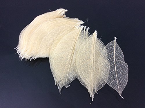 Skeleton Leaves 2.50 Inch 100 pcs Natural Rubber Leaves Special Size
