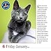 365 Cats 2017 Calendar