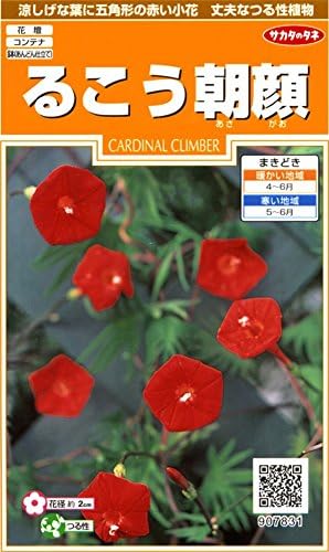 Amazon サカタのタネ 実咲花71 るこう朝顔 花 Amazon サカタのタネ 実咲花71 るこう朝顔 花