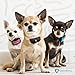 GoodBoy Small Rechargeable Dog Bark Collar for Tiny to Medium Dogs Waterproof and Vibrating Anti Bark Training Device That is Smallest & Most Safe On Amazon - No Shock No Spiky Prongs! (6+ lbs)