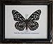 Insectfarm Framed Very Rare Real Dark Blue Tiger Butterfly Gift Display Insect Taxidermy