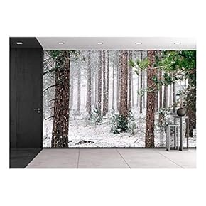 Pine Trees Covered with Snow