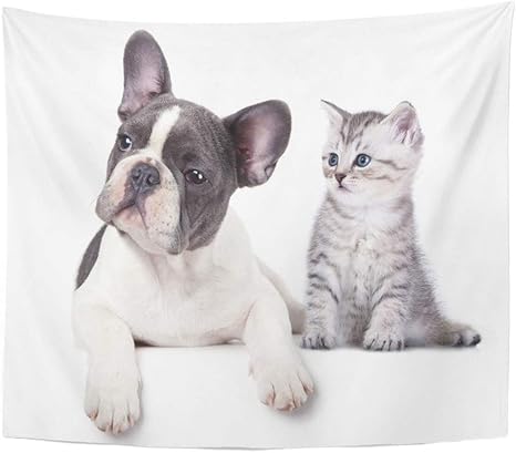 Amazon Co Jp タペストリー白かわいい猫と犬英国子猫フレンチブルドッグ家の装飾壁掛け用リビングルーム寝室寮50 60インチ 150x100cm ホーム キッチン