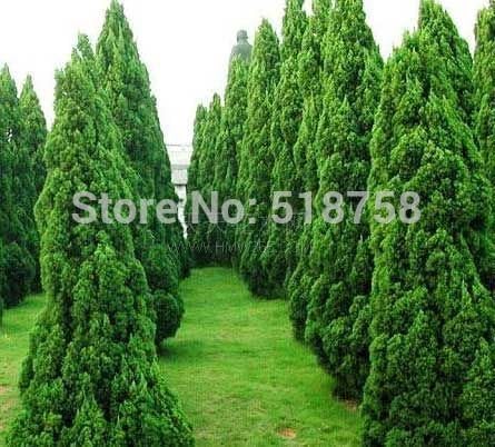 Amazon Co Jp 100 本物 Freshイブキ 貝塚 種子盆栽の植物の種子 ホーム キッチン