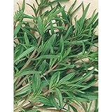 Summer Savory Seeds - Every herb Garden Needs