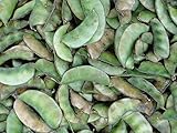 30 FLORIDA SPECKLED LIMA BEAN Pole / Butter Bean Phaseolus Lunatus Vegetable Seeds *Comb S/H