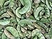 30 FLORIDA SPECKLED LIMA BEAN Pole / Butter Bean Phaseolus Lunatus Vegetable Seeds *Comb S/H