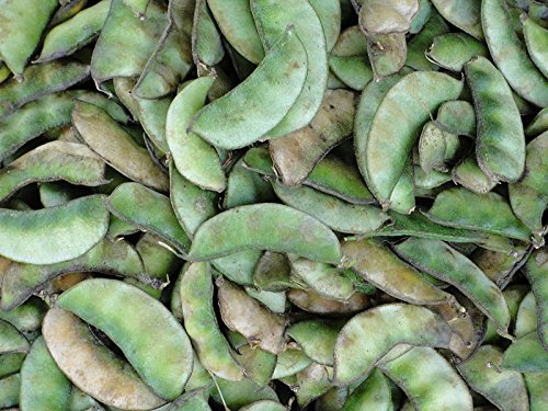 30 FLORIDA SPECKLED LIMA BEAN Pole / Butter Bean Phaseolus Lunatus Vegetable Seeds *Comb S/H 30 FLORIDA SPECKLED LIMA BEAN Pole / Butter Bean Phaseolus Lunatus Vegetable Seeds *Comb S/H